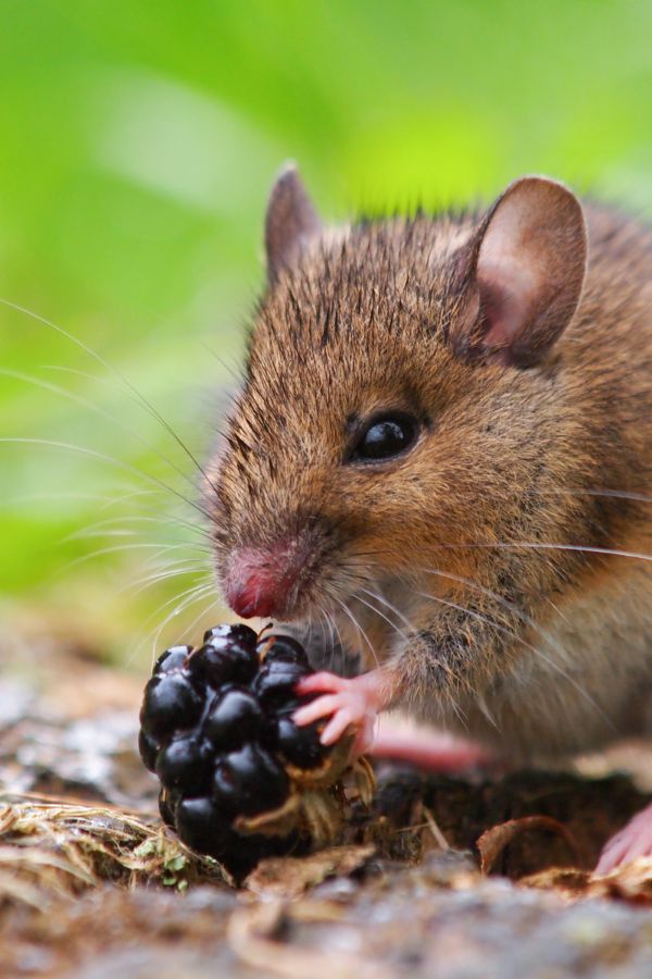 Mäusebekämpfung Düsseldorf - Schädlingsbekämpfung Düsseldorf - Kammerjäger - Kammerjäger-Notdienst - Wespenbekämpfung - Ameisenbekämpfung - Rattenbekämpfung - Mäusebekämpfung (1)