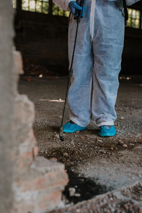 Schädlinge bekämpfen - Schädlingsbekämpfung Düsseldorf - Kammerjäger - Kammerjäger-Notdienst - Wespenbekämpfung - Ameisenbekämpfung - Rattenbekämpfung - Mäusebekämpfung