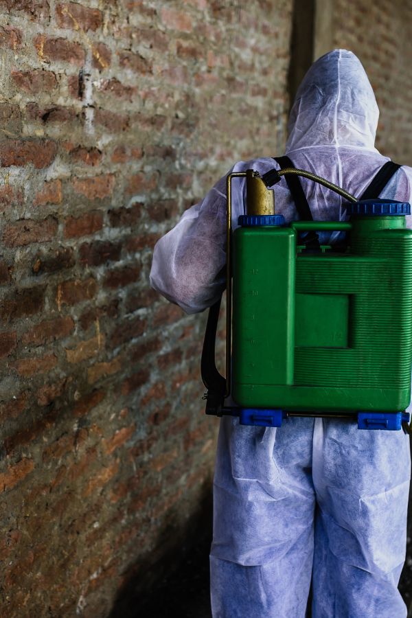 Schädlinge bekämpfen - Schädlingsbekämpfung Düsseldorf - Kammerjäger - Kammerjäger-Notdienst - Wespenbekämpfung - Ameisenbekämpfung - Rattenbekämpfung - Mäusebekämpfung