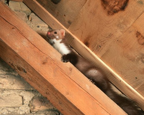 Mardervergrämung Düsseldorf - Schädlingsbekämpfung Düsseldorf - Kammerjäger - Kammerjäger-Notdienst - Wespenbekämpfung - Ameisenbekämpfung - Rattenbekämpfung - Mäusebekämpfung (1)