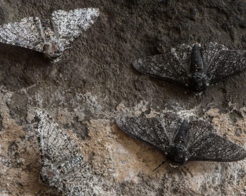 Mottenbekämpfung Düsseldorf - Schädlingsbekämpfung Düsseldorf - Kammerjäger - Kammerjäger-Notdienst - Wespenbekämpfung - Ameisenbekämpfung - Rattenbekämpfung - Mäusebekämpfung (1)