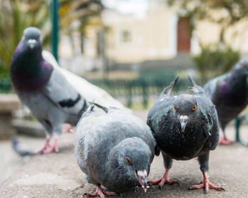 Taubenabwehr Düsseldorf - Schädlingsbekämpfung Düsseldorf - Kammerjäger - Kammerjäger-Notdienst - Wespenbekämpfung - Ameisenbekämpfung - Rattenbekämpfung - Mäusebekämpfung (1)